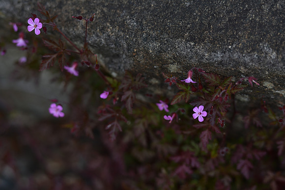 D7200Rev-3_ISO 140_1-500 sec at f - 2.8_70.0-200.0 mm f-2.8 at 165 mm