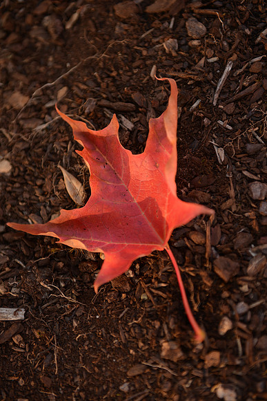 D600 Review - Park-80