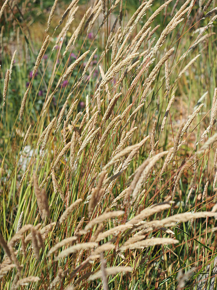 OlympusM5II-257_ISO 200_1-2500 sec at f - 4.0_OLYMPUS M.12-40mm F2.8 at 36 mm