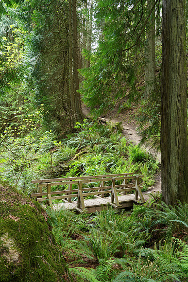 Woods A7R4-50 [4.0 sec at f - 16 32 mm Sony ILCE-7RM4 FE 24-105mm F4 G OSS]