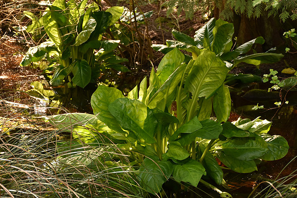 D7200-2-203_ISO 900_1-200 sec at f - 5.6_18.0-140.0 mm f-3.5-5.6 at 56 mm