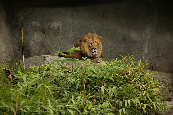 Zoo-982_ISO 320_1-200 sec at f - 4.0_EF200-400mm f-4L IS USM at 200 mm