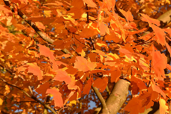 D600 Review - Park-63