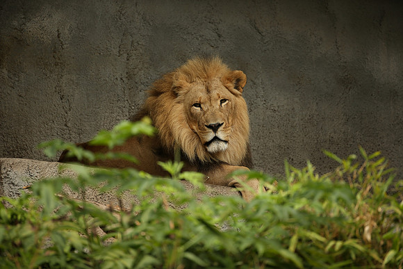 Zoo-962_ISO 320_1-200 sec at f - 4.0_EF200-400mm f-4L IS USM at 400 mm