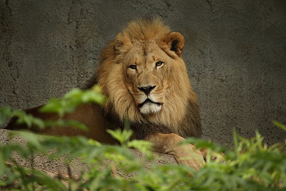 Zoo-928_ISO 400_1-100 sec at f - 5.6_EF200-400mm f-4L IS USM EXT at 560 mm