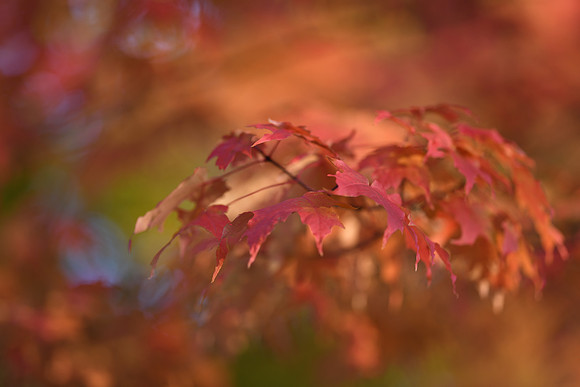 D850 Fall-75 NIKON D850 135.0 mm f-1.8 135 mm 1-200 sec at f - 1.8 ISO 110_