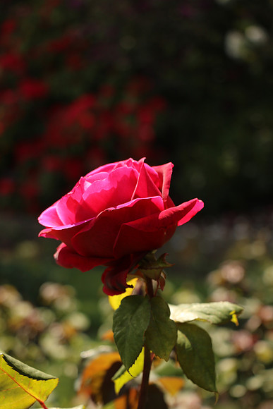 760DPort-137_ISO 100_1-320 sec at f - 5.0_EF-S18-135mm f-3.5-5.6 IS STM at 62 mm