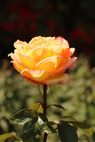 760DPort-141_ISO 100_1-500 sec at f - 5.0_EF-S18-135mm f-3.5-5.6 IS STM at 72 mm