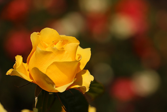 760DPort-155_ISO 100_1-1250 sec at f - 5.6_EF-S18-135mm f-3.5-5.6 IS STM at 135 mm
