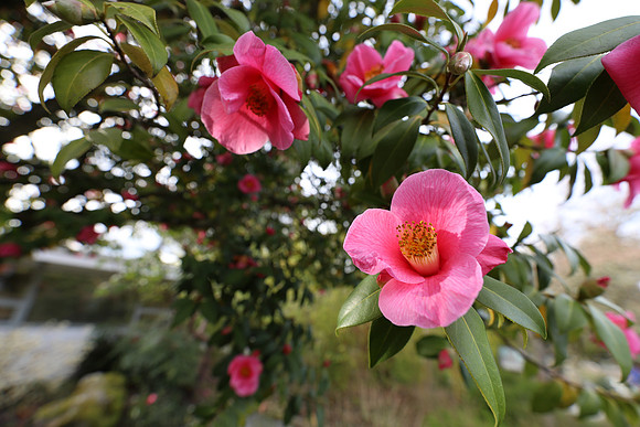 BBG-1 Canon EOS-1D X Mark II EF16-35mm f-2.8L III USM 16 mm 1-250 sec at f - 5.0 ISO 320_