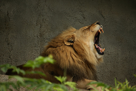Zoo-1050_ISO 1600_1-500 sec at f - 5.6_EF200-400mm f-4L IS USM EXT at 560 mm