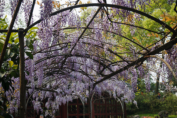 Suzhou Purple Flowers