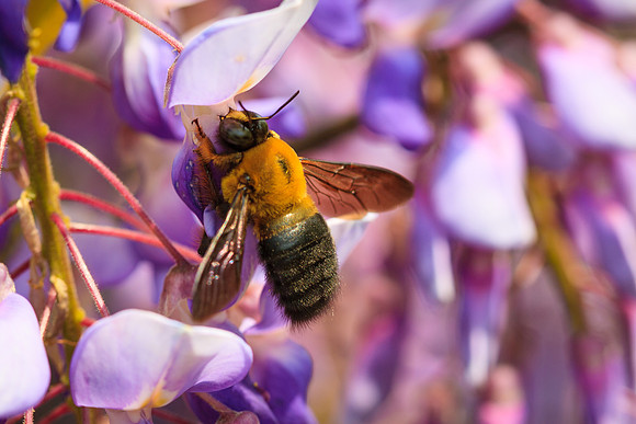 Suzhou Bee