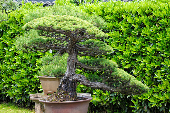 Bonsai