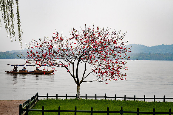 Hangzhou Tree at West Lake