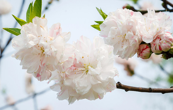 Spring at Hangzhou's West Lake
