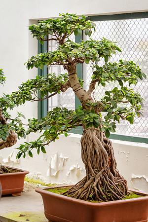 Banyan Bonsai