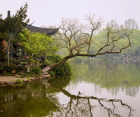 Hangzhou Tree