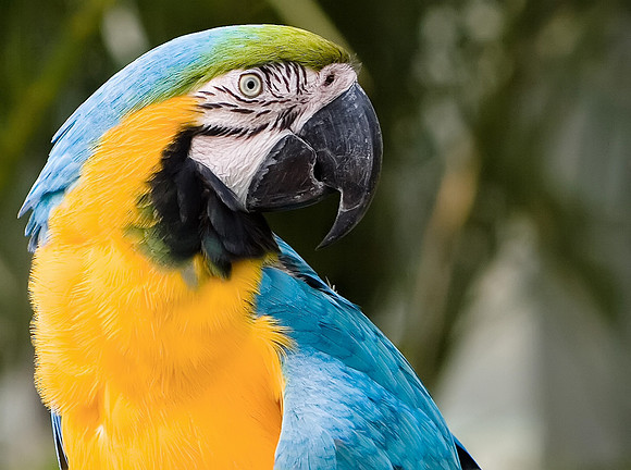 Blue Macaw