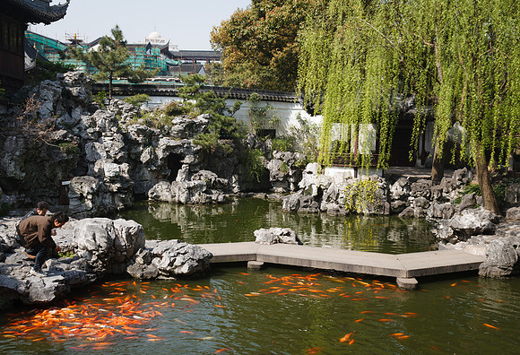 Koi (Jǐn lǐ) Pond