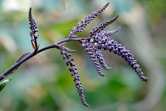 Purple Flower Thingy