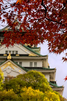 Japanese Maple