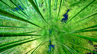 Bamboo Forest