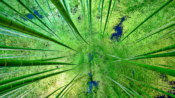 Bamboo Forest