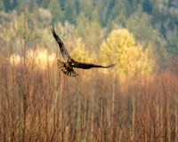 Soaring Above