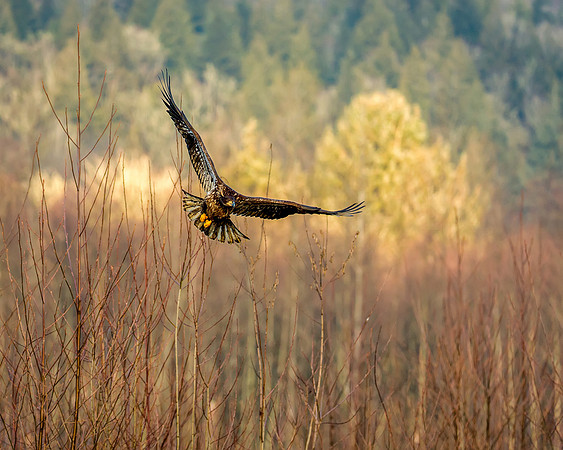 Soaring Above