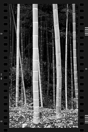 Bamboo Forest in B&W