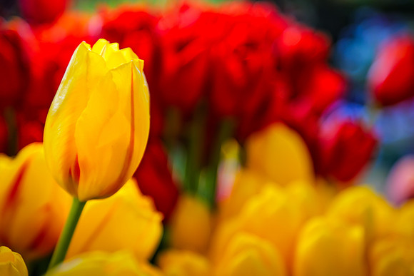 Pike Place Market Flowers
