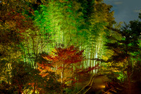 Forest Lights