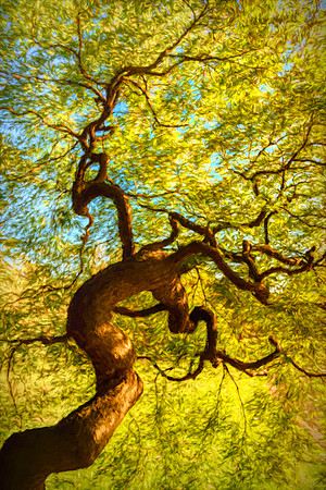 Shinjuku Garden Tree