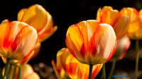 Spring in Bellevue
