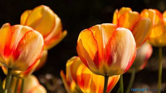 Spring in Bellevue