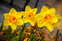 First Flowers