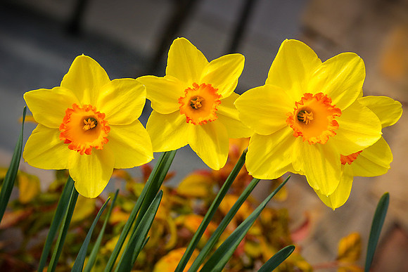 First Flowers