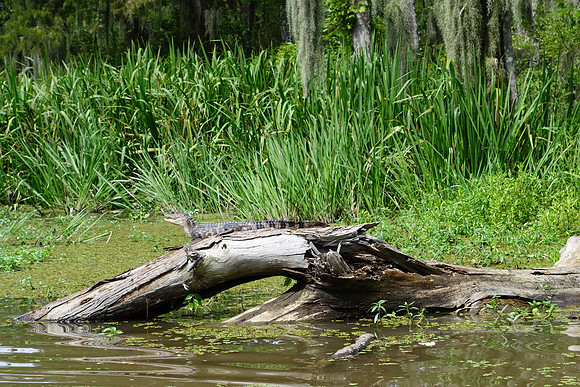 Sony New Orleans-269_ISO 160_1-250 sec at f - 5.6_10.4-37.1 mm f-1.8-4.9 at 36.58 mm