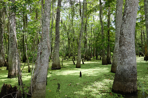 Sony New Orleans-182_ISO 160_1-200 sec at f - 5.0_10.4-37.1 mm f-1.8-4.9 at 10.4 mm