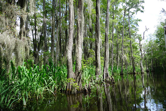 Sony New Orleans-732_ISO 160_1-200 sec at f - 3.5_10.4-37.1 mm f-1.8-4.9 at 10.4 mm