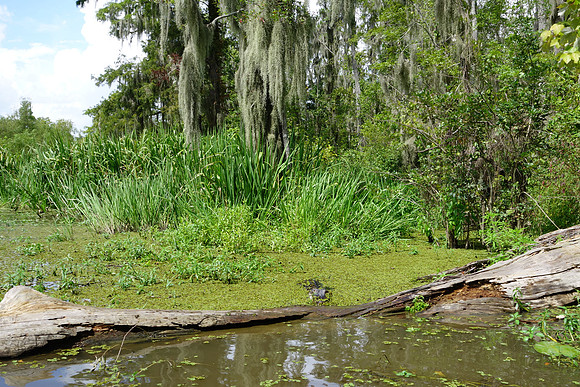 Sony New Orleans-278_ISO 160_1-250 sec at f - 5.6_10.4-37.1 mm f-1.8-4.9 at 14.57 mm
