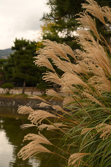 Japan Matsumoto 2018-71 NIKON Z 7 NIKKOR Z 24-70mm f-4 S 62 mm 1-250 sec at f - 5.6 ISO 100_