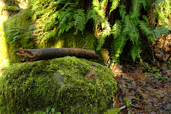 GFX50S Hike-47 GFX 50S GF32-64mmF4 R LM WR 50 mm 1-3 sec at f - 11 ISO 100_