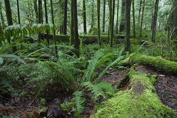GFX50S Hike-87 GFX 50S GF32-64mmF4 R LM WR 32 mm 20.0 sec at f - 32 ISO 100_