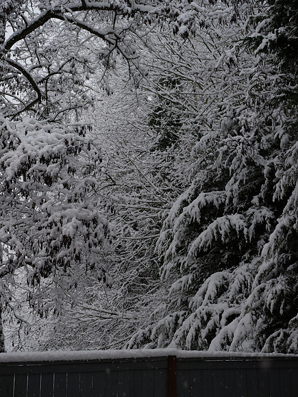 50s Snow-11 GFX 50S GF32-64mmF4 R LM WR 64 mm 1-125 sec at f - 5.6 ISO 800_