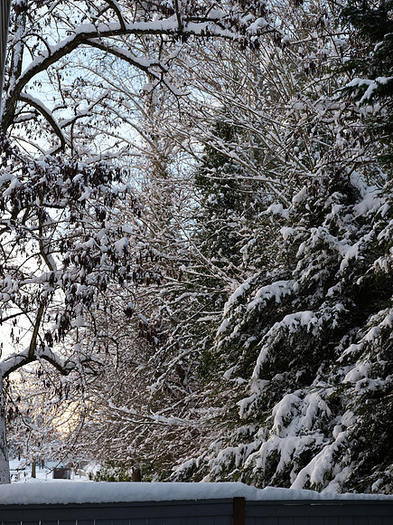 50s Snow-31 GFX 50S GF32-64mmF4 R LM WR 56.5 mm 1-125 sec at f - 4.0 ISO 250_