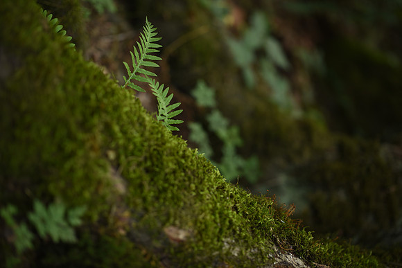 D810-41_ISO 100_1-20 sec at f - 1.8_Zeiss Otus 1.4-55 ZF.2 at 55 mm