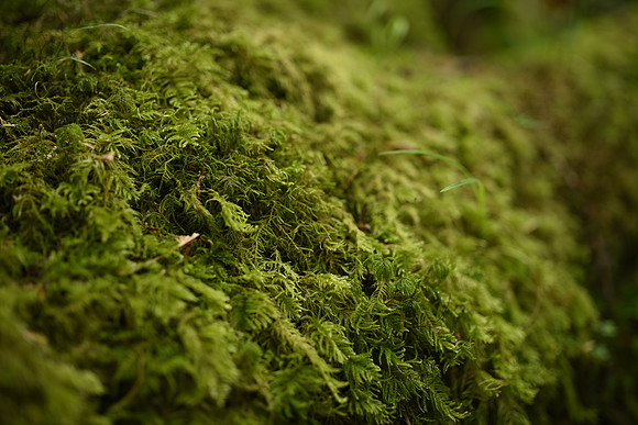 D810-82_ISO 100_1-10 sec at f - 1.8_Zeiss Otus 1.4-55 ZF.2 at 55 mm