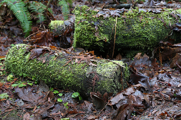 ZeissOtus55-165_ISO 100_0.5 sec at f - 5.6_55mm at 55 mm